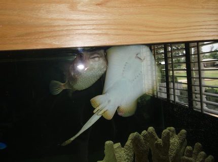 saltwater fish - taeniura lymma - bluespotted stingray stocking in 240 gallons tank - My Huge Puffer and His best buddy the sting ray! saltwater fish - taeniura lymma - bluespotted stingray stocking in 240 gallons tank - My Huge Puffer and His best buddy the sting ray!