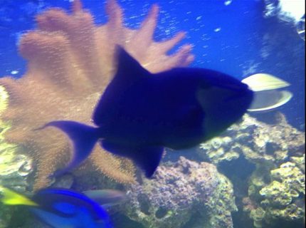 saltwater fish - odonus niger - niger triggerfish stocking in 150 gallons tank - My Niger....the bully of the tank saltwater fish - odonus niger - niger triggerfish stocking in 150 gallons tank - My Niger....the bully of the tank