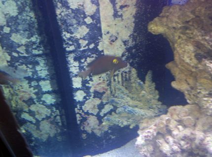 saltwater fish - ctenochaetus strigosus - kole yellow eye tang stocking in 150 gallons tank - Kole Tang saltwater fish - ctenochaetus strigosus - kole yellow eye tang stocking in 150 gallons tank - Kole Tang