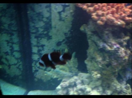 saltwater fish - premnas biaculeatus - maroon clownfish stocking in 150 gallons tank - Maroon clown saltwater fish - premnas biaculeatus - maroon clownfish stocking in 150 gallons tank - Maroon clown