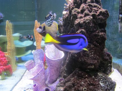 Rated #5: Saltwater Fish - Paracanthurus Hepatus - Blue Tang Stocking In 150 Gallons Tank - Side View Rated #5: Saltwater Fish - Paracanthurus Hepatus - Blue Tang Stocking In 150 Gallons Tank - Side View