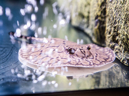 Rated #2: Saltwater Fish - Henlei X Mantilla - Stingray Stocking In 200 Gallons Tank - Henlei x Mantilla Rated #2: Saltwater Fish - Henlei X Mantilla - Stingray Stocking In 200 Gallons Tank - Henlei x Mantilla