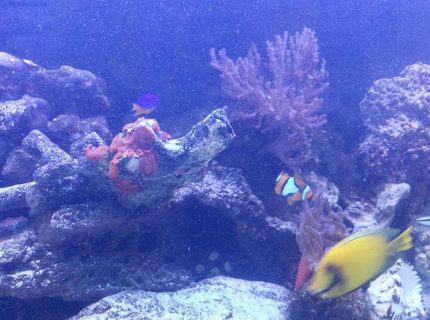 Rated #11: Saltwater Fish - Acanthurus Sp. - Lemon Tang Stocking In 75 Gallons Tank - Lemon tang Rated #11: Saltwater Fish - Acanthurus Sp. - Lemon Tang Stocking In 75 Gallons Tank - Lemon tang