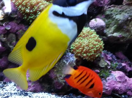 Rated #6: Saltwater Fish - Siganus Unimaculatus - One Spot Foxface Stocking In 80 Gallons Tank - Flame angel and fox face Rated #6: Saltwater Fish - Siganus Unimaculatus - One Spot Foxface Stocking In 80 Gallons Tank - Flame angel and fox face