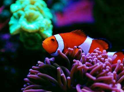 saltwater fish - amphiprion ocellaris - ocellaris clownfish, tank bred ( stocking in 105 gallons tank - Hosting saltwater fish - amphiprion ocellaris - ocellaris clownfish, tank bred ( stocking in 105 gallons tank - Hosting