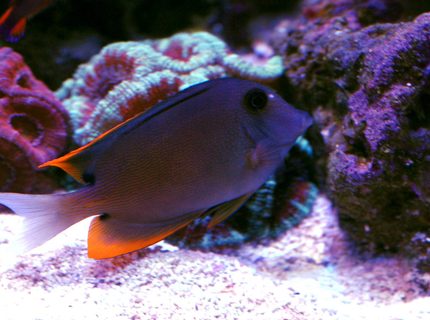 saltwater fish - ctenochaetus tominiensis - bristletooth tomini tang stocking in 105 gallons tank - Tomini saltwater fish - ctenochaetus tominiensis - bristletooth tomini tang stocking in 105 gallons tank - Tomini