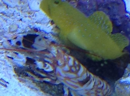 saltwater fish stocking in 29 gallons tank - Best Buds saltwater fish stocking in 29 gallons tank - Best Buds