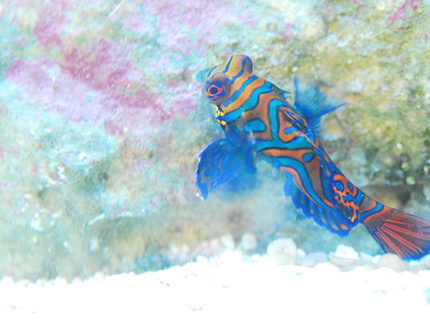 saltwater fish stocking in 90 gallons tank - green mandarin side eye saltwater fish stocking in 90 gallons tank - green mandarin side eye
