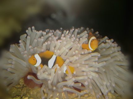 Rated #2: Saltwater Fish Stocking In 53 Gallons Tank - The finding nemo Rated #2: Saltwater Fish Stocking In 53 Gallons Tank - The finding nemo