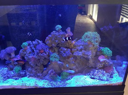 Rated #3: Saltwater Fish Stocking In 65 Gallons Tank - Ocean in my Home Rated #3: Saltwater Fish Stocking In 65 Gallons Tank - Ocean in my Home