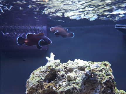Rated #4: Saltwater Fish Stocking In 12 Gallons Tank - Midnight black clown pair. Rated #4: Saltwater Fish Stocking In 12 Gallons Tank - Midnight black clown pair.