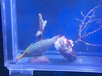 Rated #6: Saltwater Fish Stocking In 90 Gallons Tank - Orange spotted filefish training onto masstick and flake.
4 weeks and feeding in main tank now. Rated #6: Saltwater Fish Stocking In 90 Gallons Tank - Orange spotted filefish training onto masstick and flake.
4 weeks and feeding in main tank now.