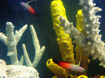 saltwater fish - nemateleotris magnifica - firefish stocking in 55 gallons tank - Fire Goby's To the Rescue!!! saltwater fish - nemateleotris magnifica - firefish stocking in 55 gallons tank - Fire Goby's To the Rescue!!!