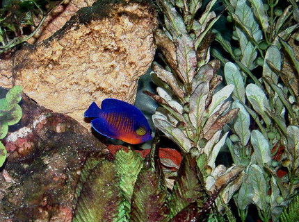 saltwater fish - centropyge bispinosa - coral beauty angelfish stocking in 55 gallons tank - Coral Beauty Dwarf Anglefish saltwater fish - centropyge bispinosa - coral beauty angelfish stocking in 55 gallons tank - Coral Beauty Dwarf Anglefish