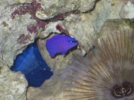 saltwater fish - chrysiptera cyanea - blue damselfish stocking in 38 gallons tank - Purple psuedo in tank 1 by feather duster saltwater fish - chrysiptera cyanea - blue damselfish stocking in 38 gallons tank - Purple psuedo in tank 1 by feather duster