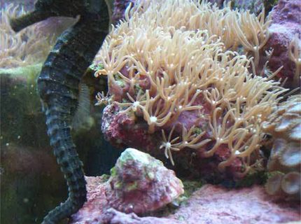 Rated #8: Saltwater Fish - Hippocampus Erectus - Black Seahorse Stocking In 14 Gallons Tank - Seahorse named Leila Rated #8: Saltwater Fish - Hippocampus Erectus - Black Seahorse Stocking In 14 Gallons Tank - Seahorse named Leila