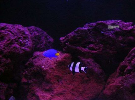 saltwater fish - chrysiptera parasema - yellowtail damselfish stocking in 150 gallons tank - Yellow Tail and 4 stripe damsels saltwater fish - chrysiptera parasema - yellowtail damselfish stocking in 150 gallons tank - Yellow Tail and 4 stripe damsels