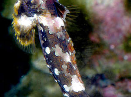 saltwater fish - synchiropus ocellatus - scooter blenny stocking in 24 gallons tank - Scooter Blenny saltwater fish - synchiropus ocellatus - scooter blenny stocking in 24 gallons tank - Scooter Blenny