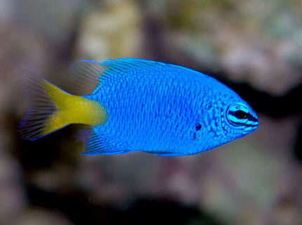saltwater fish - chrysiptera parasema - yellowtail damselfish stocking in 24 gallons tank - Yellow Tailed Blue Damsel saltwater fish - chrysiptera parasema - yellowtail damselfish stocking in 24 gallons tank - Yellow Tailed Blue Damsel