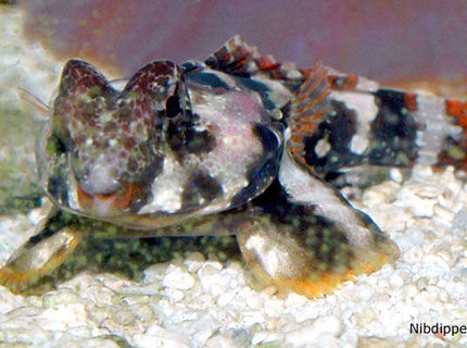 saltwater fish - synchiropus ocellatus - scooter blenny stocking in 24 gallons tank - Our Scooter Blenny, Scooter saying, "Whazzzuuuuuup?" saltwater fish - synchiropus ocellatus - scooter blenny stocking in 24 gallons tank - Our Scooter Blenny, Scooter saying, "Whazzzuuuuuup?"