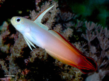 saltwater fish - nemateleotris magnifica - firefish stocking in 24 gallons tank - Firefish Goby saltwater fish - nemateleotris magnifica - firefish stocking in 24 gallons tank - Firefish Goby
