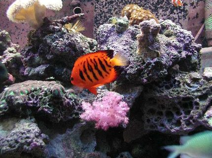 saltwater fish - centropyge loriculus - flame angelfish stocking in 180 gallons tank - My Dendro still thriving! saltwater fish - centropyge loriculus - flame angelfish stocking in 180 gallons tank - My Dendro still thriving!