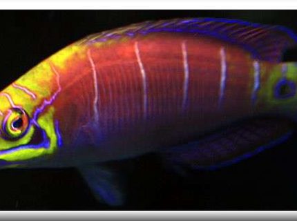 Rated #9: Saltwater Fish - Pseudocheilinus Ocellatus - Mystery Wrasse Stocking In 500 Gallons Tank - Latin Name Pseudocheilinus ocellatus
Common Name Mystery Wrasse
An ideal fish for the reef aquarium, this recently described species was collected for the trade long before it was described. Once thought to occur only in a few isolated areas, it has been recorded from Australia, Marshall Islands and other locations throughout the Indo-Pacific. Found only in deep water, further exploration will likely expand its range. Bold and hardy with a great appetite, The Five Bar Wrasse is ideal for the reef or fish only aquarium. Also known as "Mystery Wrasse" and "Tail Spot Wrasse". Average size is around 1"-2". Rated #9: Saltwater Fish - Pseudocheilinus Ocellatus - Mystery Wrasse Stocking In 500 Gallons Tank - Latin Name Pseudocheilinus ocellatus
Common Name Mystery Wrasse
An ideal fish for the reef aquarium, this recently described species was collected for the trade long before it was described. Once thought to occur only in a few isolated areas, it has been recorded from Australia, Marshall Islands and other locations throughout the Indo-Pacific. Found only in deep water, further exploration will likely expand its range. Bold and hardy with a great appetite, The Five Bar Wrasse is ideal for the reef or fish only aquarium. Also known as "Mystery Wrasse" and "Tail Spot Wrasse". Average size is around 1"-2".