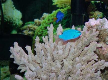 saltwater fish - chrysiptera cyanea - blue damselfish stocking in 55 gallons tank - The damsels saltwater fish - chrysiptera cyanea - blue damselfish stocking in 55 gallons tank - The damsels