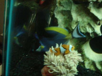 saltwater fish - acanthurus leucosternon - powder blue tang stocking in 55 gallons tank - clown fish saltwater fish - acanthurus leucosternon - powder blue tang stocking in 55 gallons tank - clown fish