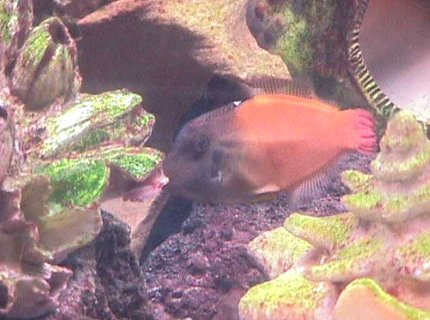 saltwater fish - pervagor melanocephalus - colored filefish - I have a 120 gallon semi reef tank as my hobby for about 3.5 years. saltwater fish - pervagor melanocephalus - colored filefish - I have a 120 gallon semi reef tank as my hobby for about 3.5 years.