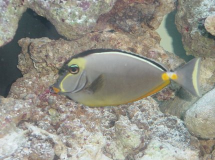 saltwater fish - naso lituratus - naso tang saltwater fish - naso lituratus - naso tang