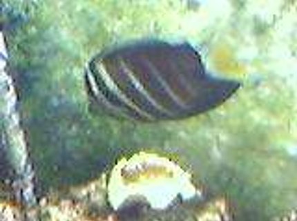 saltwater fish - zebrasoma veliferum - sailfin tang stocking in 75 gallons tank - my sailfin tang saltwater fish - zebrasoma veliferum - sailfin tang stocking in 75 gallons tank - my sailfin tang