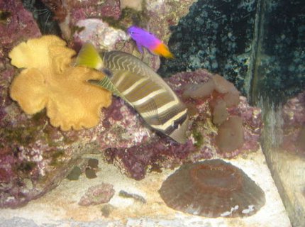 saltwater fish - zebrasoma veliferum - sailfin tang stocking in 120 gallons tank - Close-up saltwater fish - zebrasoma veliferum - sailfin tang stocking in 120 gallons tank - Close-up