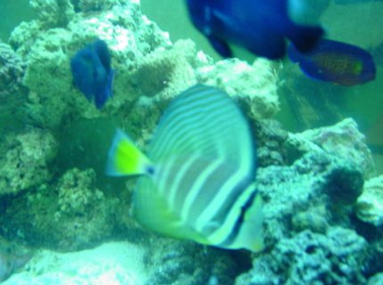 saltwater fish - zebrasoma veliferum - sailfin tang stocking in 110 gallons tank - salefin tang saltwater fish - zebrasoma veliferum - sailfin tang stocking in 110 gallons tank - salefin tang