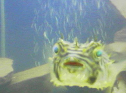 saltwater fish - chilomycterus schoepfi - spiny box puffer stocking in 75 gallons tank - boxpuffer saltwater fish - chilomycterus schoepfi - spiny box puffer stocking in 75 gallons tank - boxpuffer