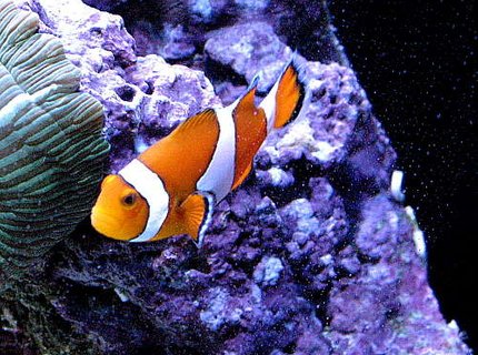 saltwater fish - amphiprion percula - true percula clownfish stocking in 120 gallons tank - False perc saltwater fish - amphiprion percula - true percula clownfish stocking in 120 gallons tank - False perc