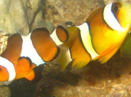 saltwater fish - amphiprion percula - percula clownfish stocking in 4 gallons tank - Percula Clownfish (Amphiprion Percula)
& Maroon Clownfish (Premnas Biaculeatus) saltwater fish - amphiprion percula - percula clownfish stocking in 4 gallons tank - Percula Clownfish (Amphiprion Percula)
& Maroon Clownfish (Premnas Biaculeatus)
