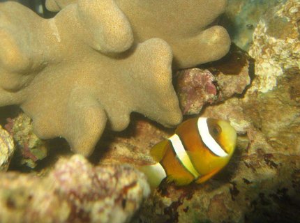 saltwater fish - amphiprion clarkii - clarkii clownfish stocking in 4 gallons tank - Maroon Clownfish saltwater fish - amphiprion clarkii - clarkii clownfish stocking in 4 gallons tank - Maroon Clownfish