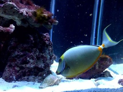 saltwater fish - naso lituratus - naso tang stocking in 125 gallons tank - naso tang w/ streamers 12" saltwater fish - naso lituratus - naso tang stocking in 125 gallons tank - naso tang w/ streamers 12"