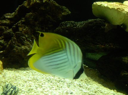 saltwater fish - chaetodon auriga - auriga butterflyfish stocking in 125 gallons tank - Auriga butterfly saltwater fish - chaetodon auriga - auriga butterflyfish stocking in 125 gallons tank - Auriga butterfly