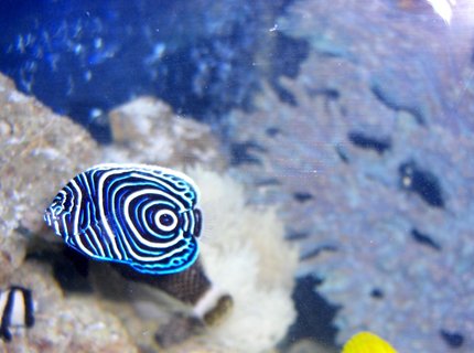 saltwater fish - pomacanthus imperator - imperator angelfish stocking in 54 gallons tank - Emperor AngelFish saltwater fish - pomacanthus imperator - imperator angelfish stocking in 54 gallons tank - Emperor AngelFish