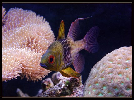 saltwater fish - sphaeramia nematoptera - spotted cardinalfish stocking in 125 gallons tank - Pijama Cardenal saltwater fish - sphaeramia nematoptera - spotted cardinalfish stocking in 125 gallons tank - Pijama Cardenal