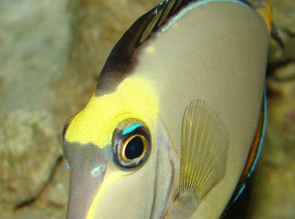 saltwater fish - naso lituratus - naso tang stocking in 29 gallons tank - naso saltwater fish - naso lituratus - naso tang stocking in 29 gallons tank - naso