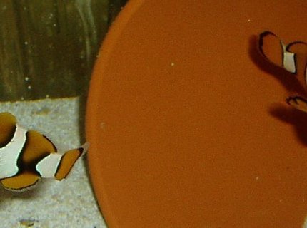 saltwater fish - amphiprion percula - true percula clownfish stocking in 155 gallons tank - Male & Female Percula Clowns in Quarantine Tank saltwater fish - amphiprion percula - true percula clownfish stocking in 155 gallons tank - Male & Female Percula Clowns in Quarantine Tank
