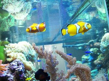 saltwater fish - amphiprion clarkii - clarkii clownfish stocking in 120 gallons tank - HERE'S MY CLOWNS, CORAL BEAUTY, saltwater fish - amphiprion clarkii - clarkii clownfish stocking in 120 gallons tank - HERE'S MY CLOWNS, CORAL BEAUTY,