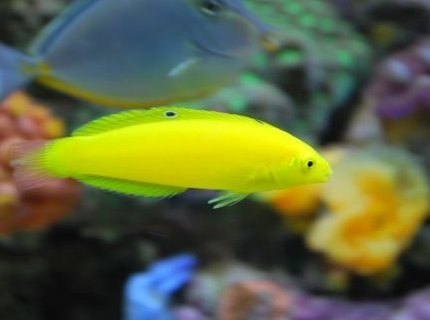 saltwater fish - halichoeres chrysus - yellow wrasse stocking in 60 gallons tank - Corise yellow wrasse saltwater fish - halichoeres chrysus - yellow wrasse stocking in 60 gallons tank - Corise yellow wrasse