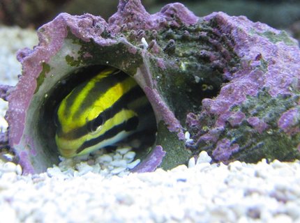saltwater fish - meiacanthus grammistes - striped blenny stocking in 125 gallons tank - This black strip fang blenny has more personality than any fish I've ever seen. He loves to hide in his shell and pretend he's an eel. saltwater fish - meiacanthus grammistes - striped blenny stocking in 125 gallons tank - This black strip fang blenny has more personality than any fish I've ever seen. He loves to hide in his shell and pretend he's an eel.