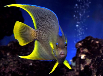 saltwater fish - holacanthus isabelita - blue angelfish stocking in 75 gallons tank - Blue angel saltwater fish - holacanthus isabelita - blue angelfish stocking in 75 gallons tank - Blue angel