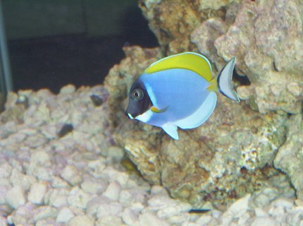 saltwater fish - acanthurus leucosternon - powder blue tang stocking in 75 gallons tank - Powder Blue Tang saltwater fish - acanthurus leucosternon - powder blue tang stocking in 75 gallons tank - Powder Blue Tang