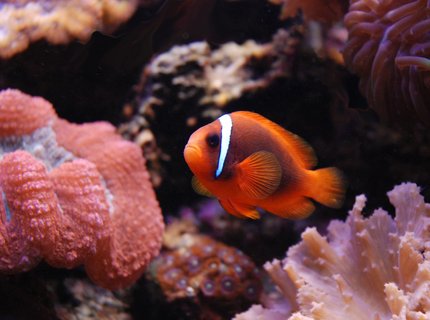 saltwater fish - amphiprion frenatus - tomato clownfish stocking in 125 gallons tank - Tomato Clown saltwater fish - amphiprion frenatus - tomato clownfish stocking in 125 gallons tank - Tomato Clown